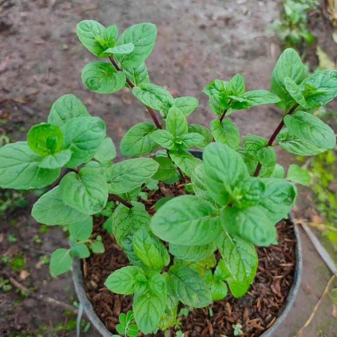 

Terlaris Bibit Tanaman Coklat Mint/Chocolate Mint-Daun Mint Coklat (Obat Herbal