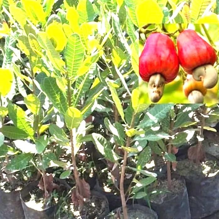 

Terlaris Bibit Pohon Tumbuhan Tanaman Jambu Mede Monyet Mete Mette Methe Kacang