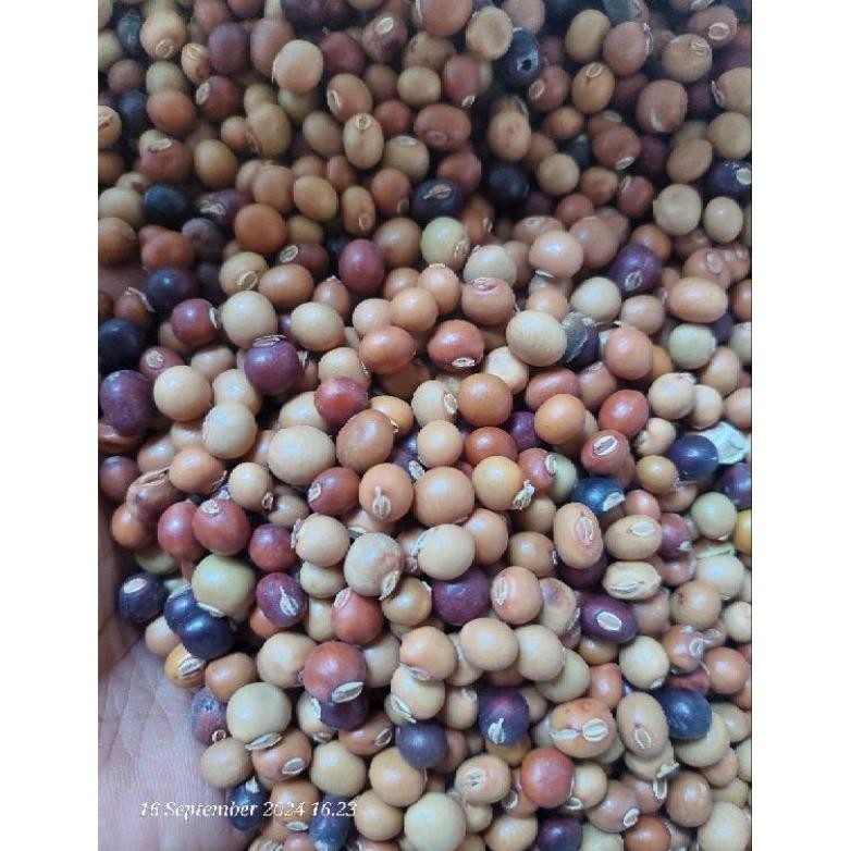 BENIH KECIPIR / CIPIR / BONTOR/ SAYURAN KECIPIR/ BENIH UNGGUL