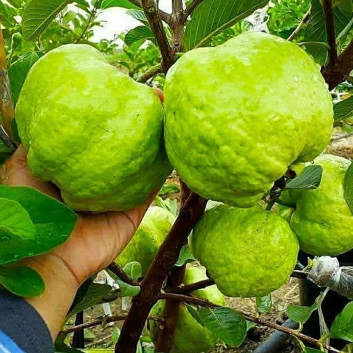 

Terlaris Pohon Bibit Tanaman Buah Jambu Biji Kristal Az
