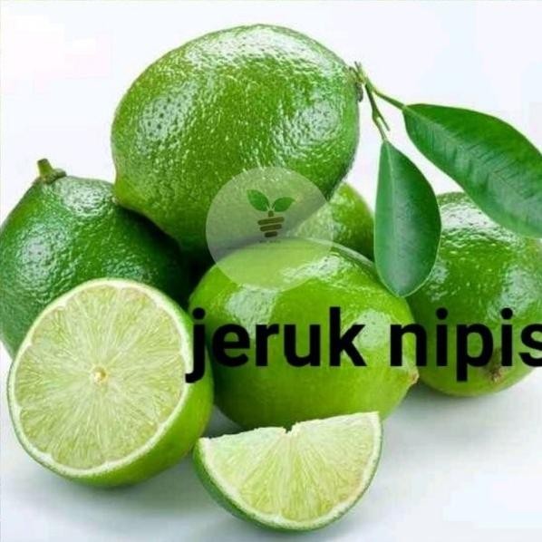 

Terlaris Bibit Jeruk Nipis Super 5 Bonus 1 Tanaman Jeruk Nipis