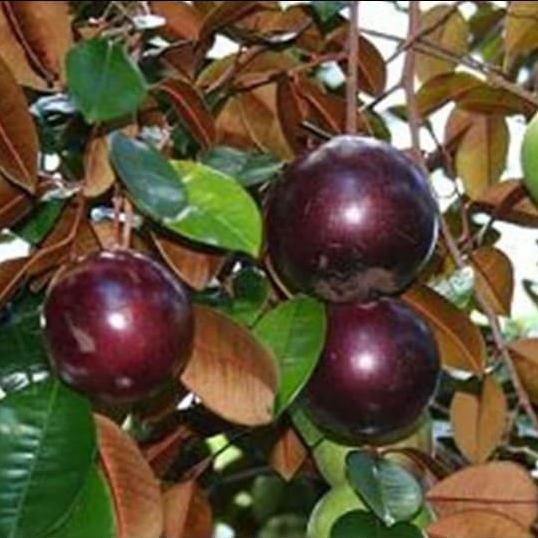 

Terlaris Bibit Buah Kenitu Ungu Sawo Durian Berkwalitas