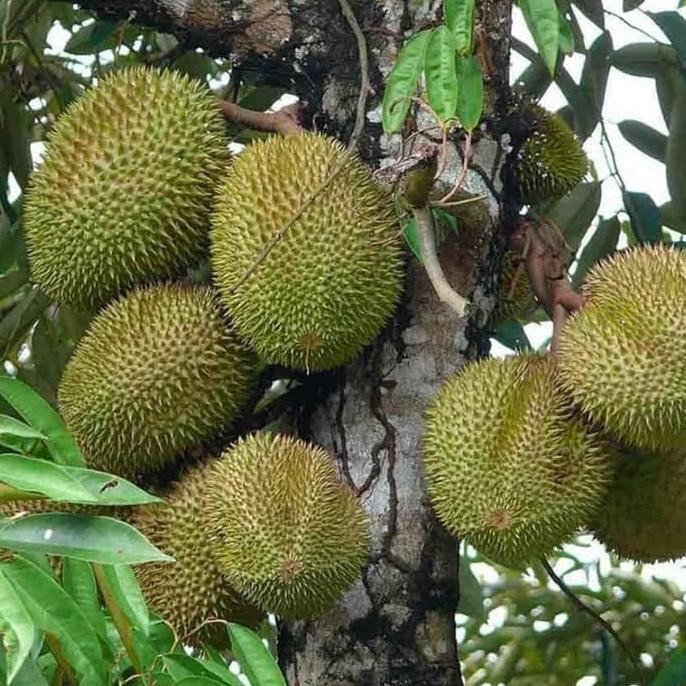 

Terlaris Bibit Tanaman Buah Durian Musangking 80 Cm