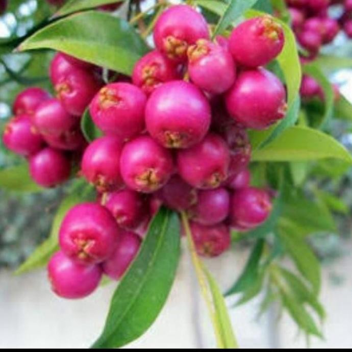 

Terlaris Bibit Tanaman Buah Jambu Air ( Lilipili) Bibit Hasil Cangkok Siap Buah