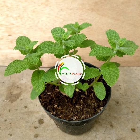 

Terlaris Bibit Pohon Aple Mint - Tanaman Daun Appel Mint - Tanaman Herbal