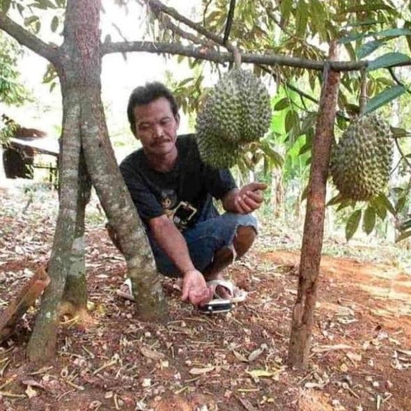 

Terlaris Bibit Durian Musangking Kaki 3 Okulasi Benih Pohon Tanaman Buah Dalam