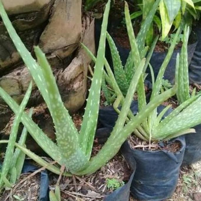 

Terlaris Tanaman Daun Lidah Buaya Aloe Vera Aloevera Bibit Lidah Buaya