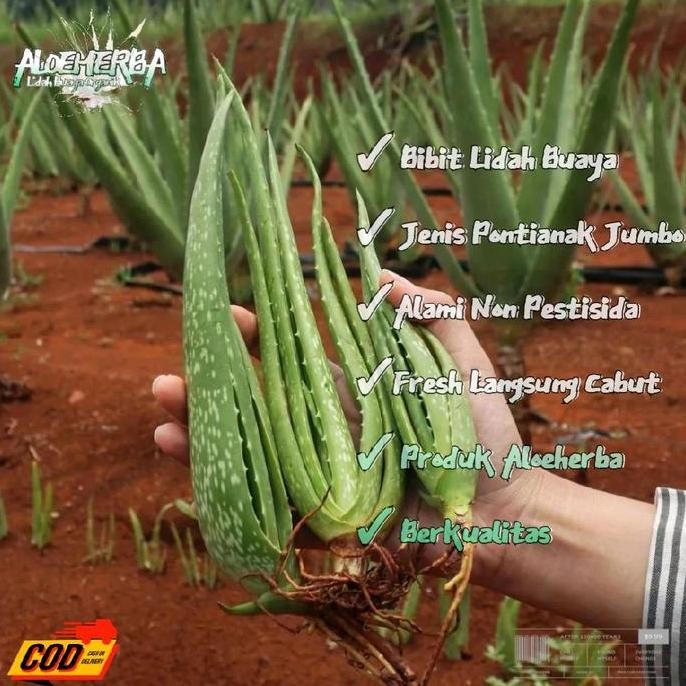 

Terlaris Bibit Lidah Buaya Jumbo - Usia 4 Bulan | Jenis Chinencis Benih