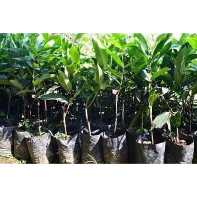 

Terlaris Bibit Tanaman Buah Jambu Dalhari Pohon Tabulampot Taman Atz