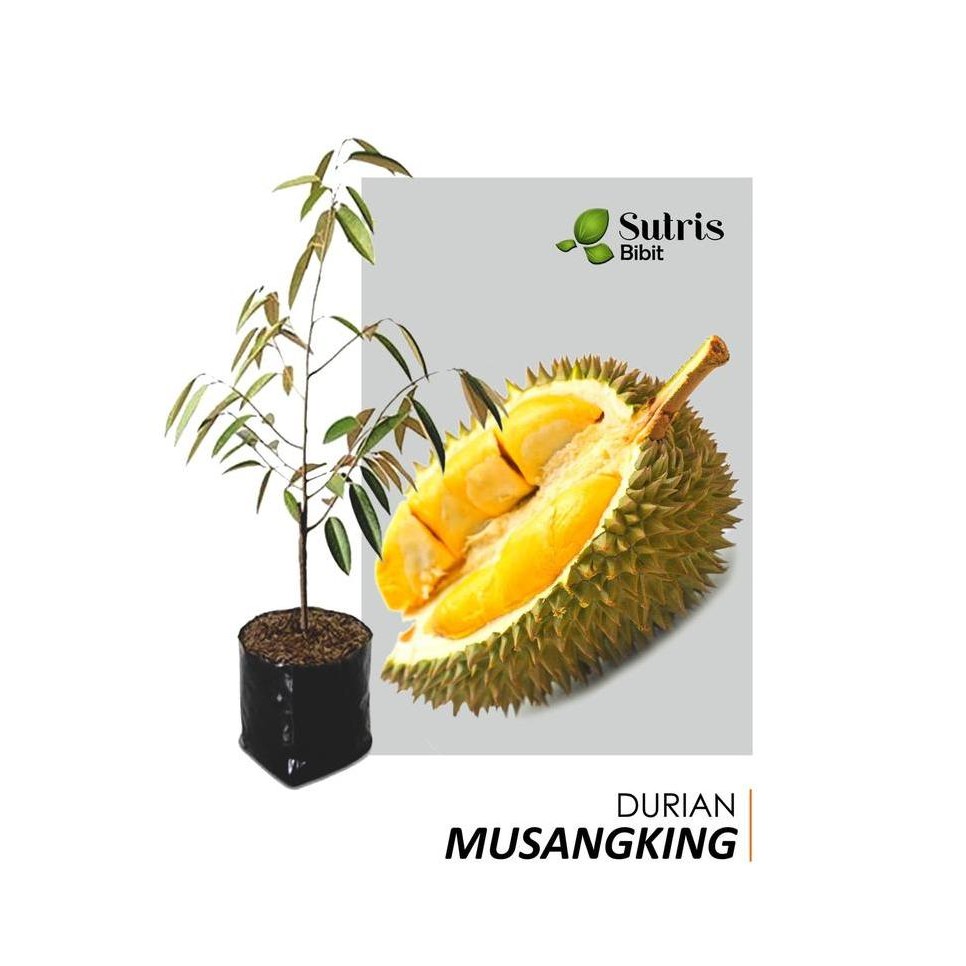 

Terlaris Bibit Tanaman Buah Durian Musangking 60Cm