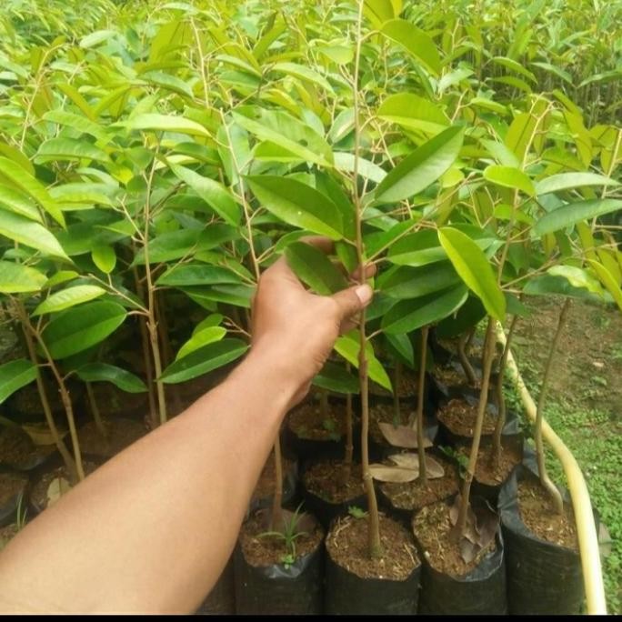 

Terlaris Bibit Durian Bawor Okulasi Terlaris