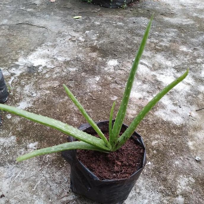 

Terlaris Bibit Lidah Buaya Jumbo
