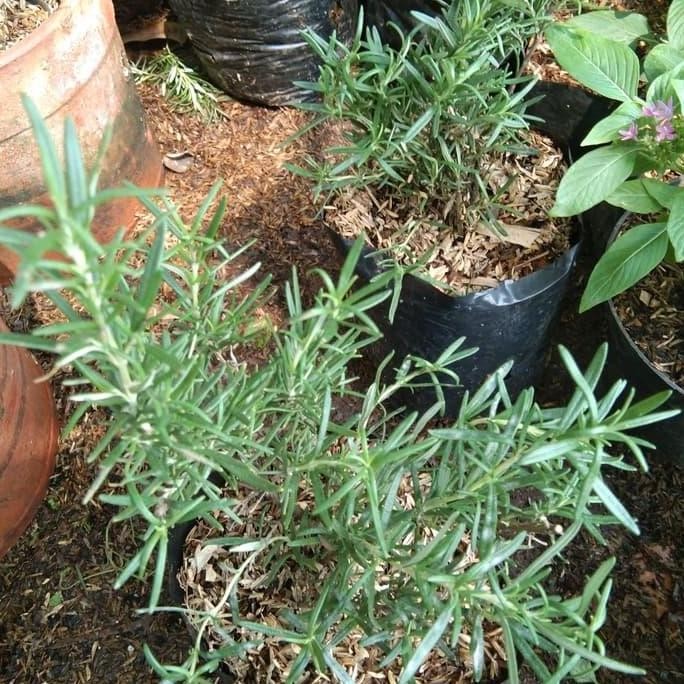 

Terlaris Tanaman Hias Bibit Rosemary Anti Nyamuk Herbal