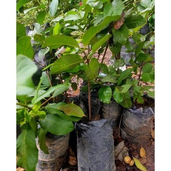 

Terlaris Bibit Original Jambu Siumik Pala