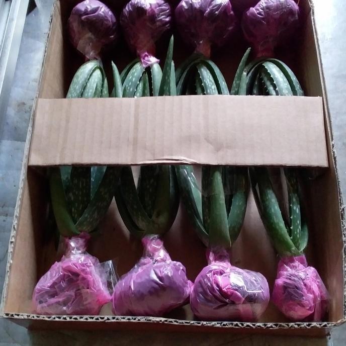 

Terlaris S1Ni! Bibit Lidah Buaya Jumbo Barbadensis Miller 100% Size S