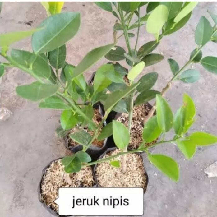 

Terlaris Pohon Jeruk Nipis Bibit Tanaman