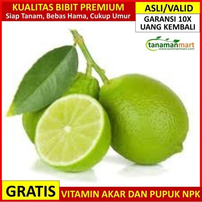 

Terlaris Bibit Jeruk Nipis Asli Bergaransi, Pohon Buah Jeruk Unggul Valid Tob
