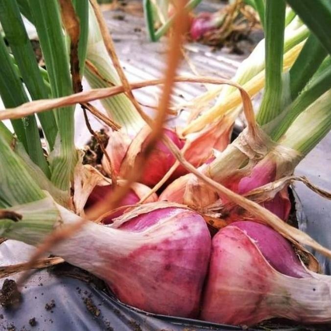 

Terlaris Benih Bibit Bawang Merah Sanren F1 Cap Panah Merah