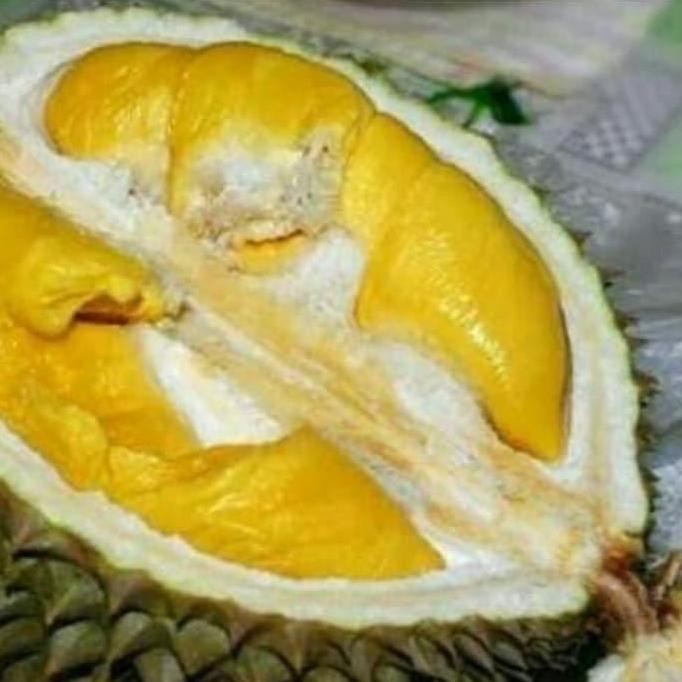 

Terlaris Bibit Unggul Pohon Durian Matahari