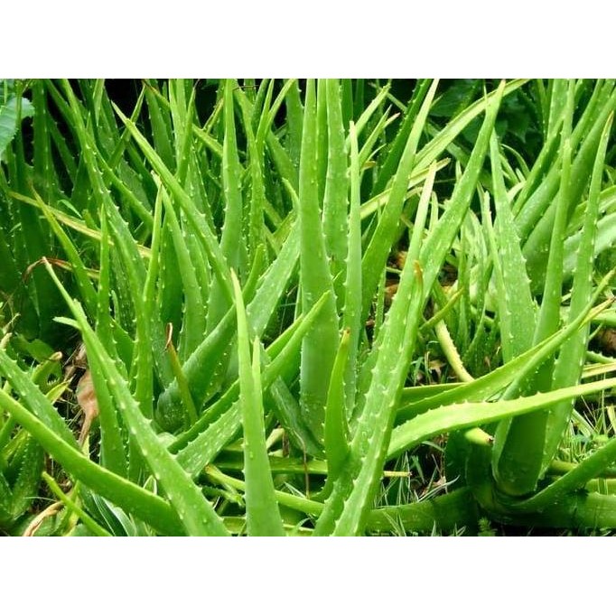 

Terlaris Tanaman / Bibit / Lidah Buaya Ukuran Tinggi Rata2 Diatas 40Cm