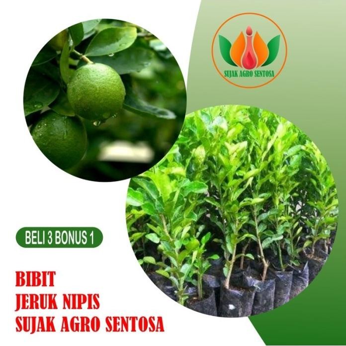 

Terlaris Bibit Buah Tanaman Jeruk Nipis Azo