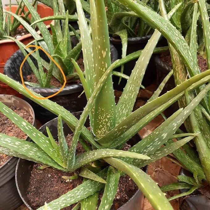 

Terlaris Bibit Lidah Buaya Jumbo