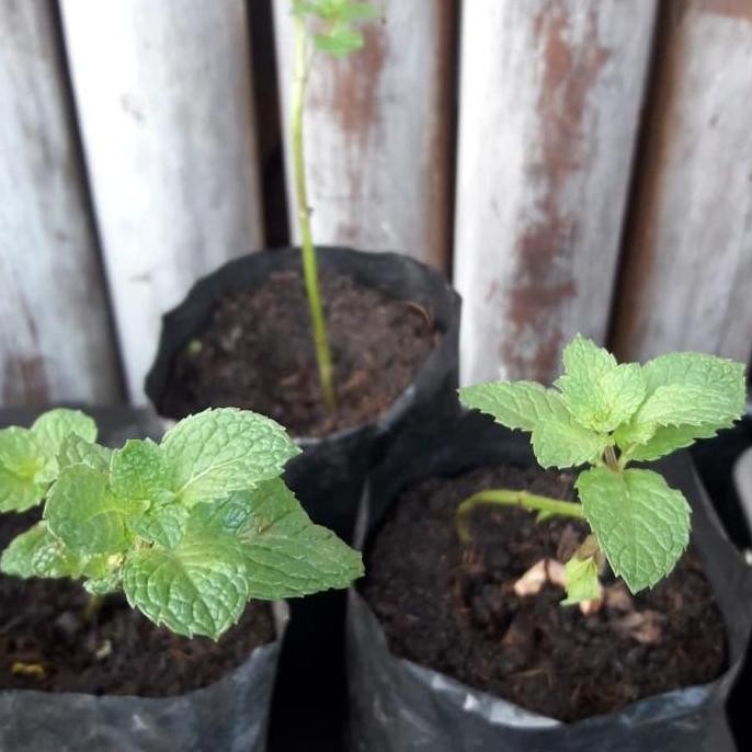 

Terlaris Terbagus Bibit Tanaman Daun Mint / Peppermint / Obat Herbal