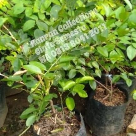 

Terlaris Terjangk Bibit Tanaman Jeruk Nipis Besar Atz