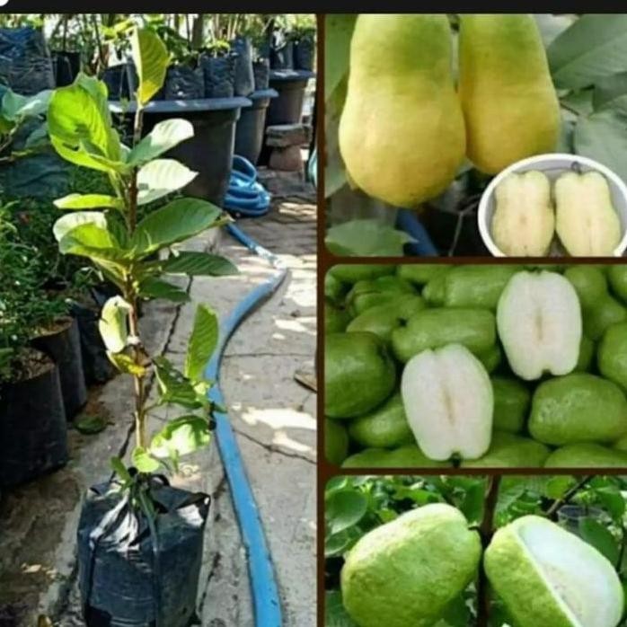 

Terlaris Bibit Tanaman Jambu Biji Farang Thailand Non Biji