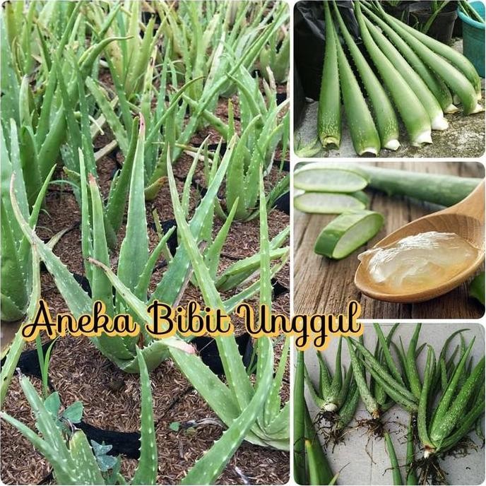 

Terlaris Bibit Lidah Buaya Aloe Vera Aneka Bibit Unggul Nirwana