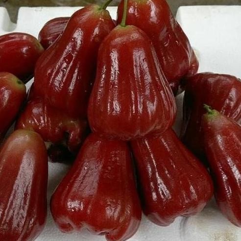 

Terlaris Bibit Tanaman Buah Jambu Air Citra Merah