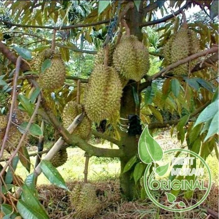 

Terlaris Garansi Bibit Durian Bawor Super