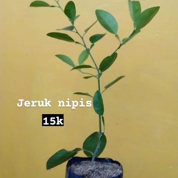 

Terlaris Bibit Tanaman Jeruk Nipis