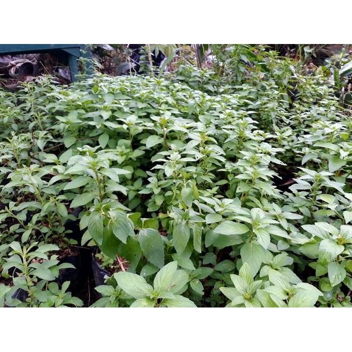 

Terlaris Id | Promo Bibit Tanaman Peppermint/Daun Mint