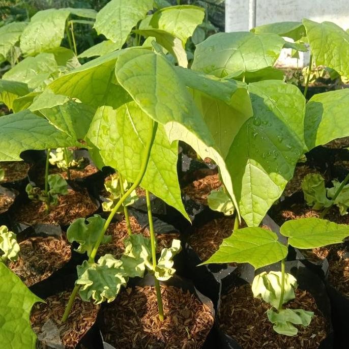 

Terlaris Bibit Tanaman Pohon Buah Mocambo Unik Langka Coklat Rasa Durian