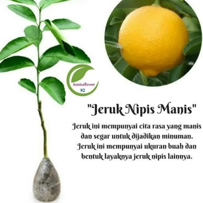 

Terlaris Bibit Unggul Tanaman Buah Jeruk Nipis Manis/Pohon Jeruk Nipis Manis