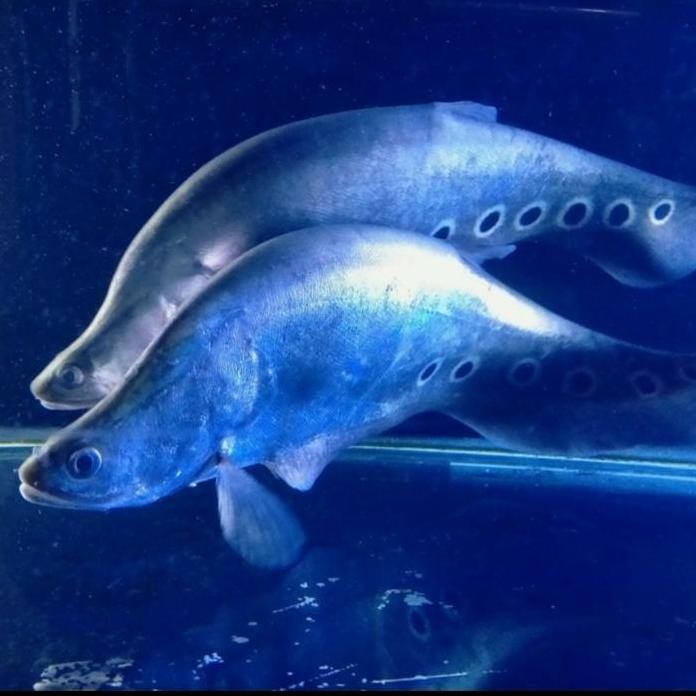 Terlaris Hiasan Aquarium Belida Bangkok Jumbo Tankmate Aquascape