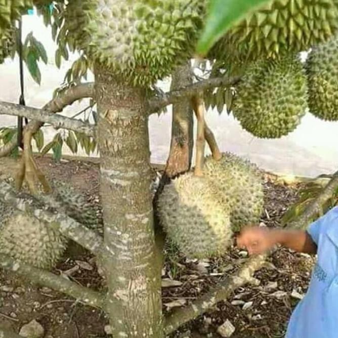 

Terlaris Paket 3 Bibit Durian Musang King Super Kualitas Super