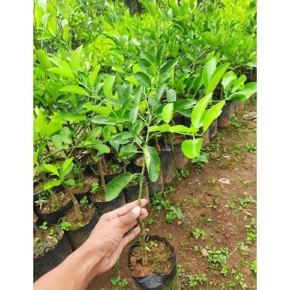 

Terlaris Bibit Jeruk Nipis Warangan Rimbun Siap Tanam Cwnfzo 0060Ng