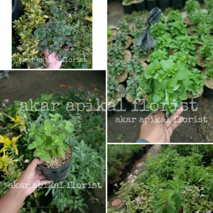 

Terlaris Tukuyuu Bibit Tanaman Paket 4 Macam Daun Mint