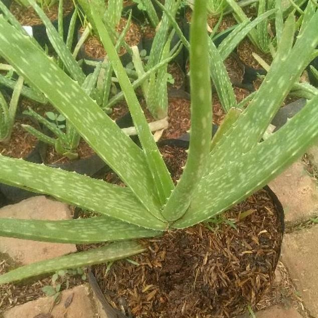 

Terlaris Bibit Tanaman Herbal Lidah Buaya