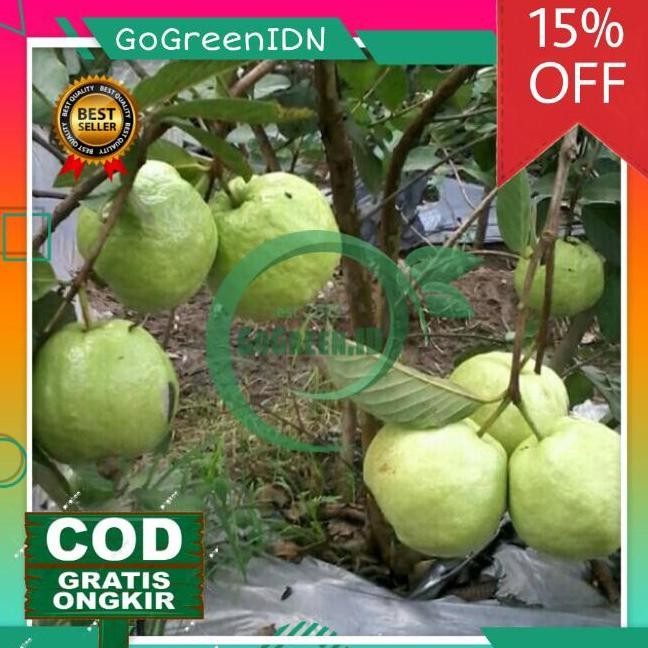 

Terlaris Bibit Tanaman Jambu Kristal Tanpa Biji