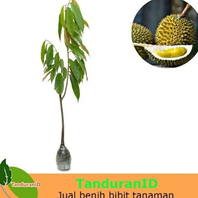 

Terlaris Bibit Durian Monthong Ukuran 1 Meter