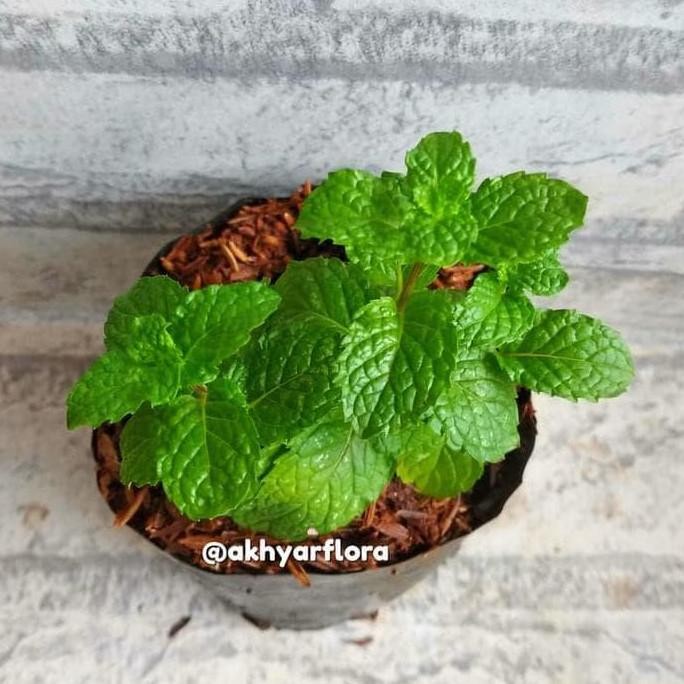 

Terlaris Bibit Mint Tanaman Mint Daun Mint