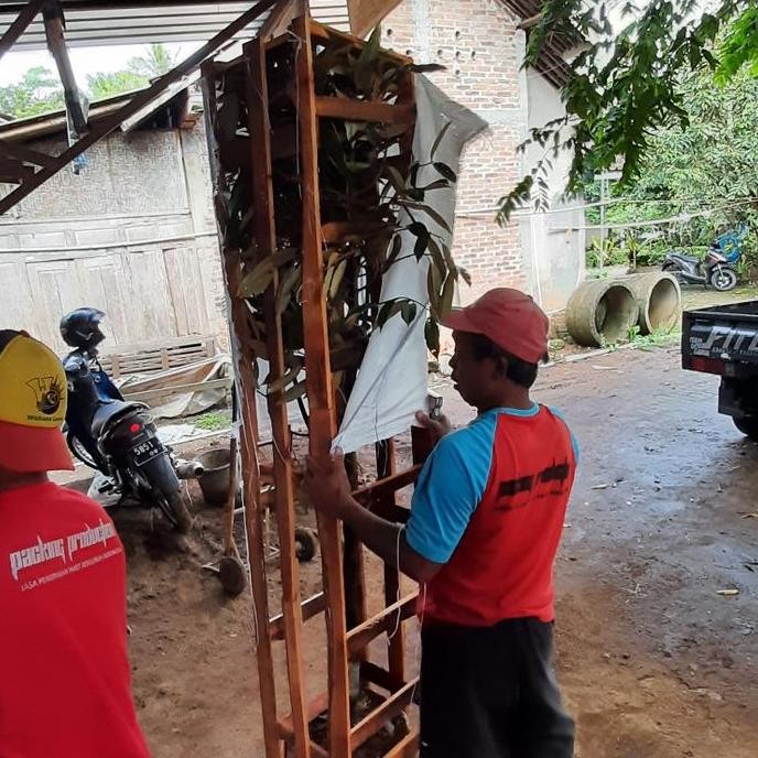 Terlaris Dongkelan Bibit Durian Duri Hitam (Ochee) Tinggi 2 Mtr