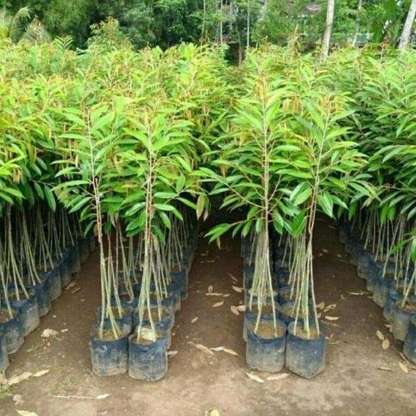 

Terlaris Bibit Durian Mentega Kaki 3 Unggul