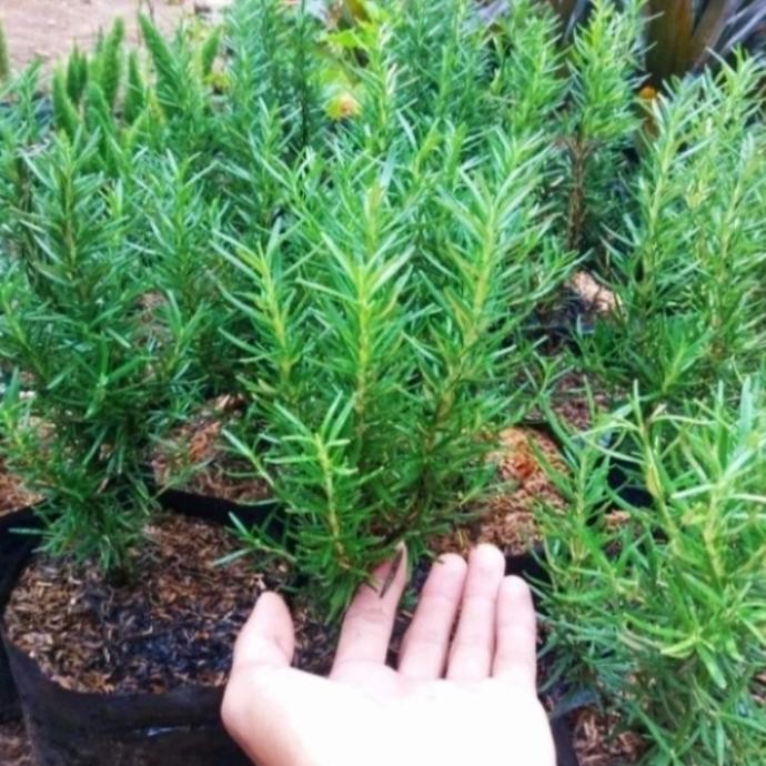 

Terlaris Tanaman Hias Rosemary Herbal Wangi Harum Bibit/Benih