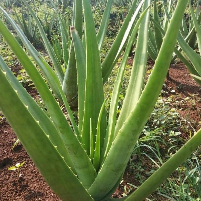 

Terlaris Bibit Lidah Buaya, Murah,Banyak Manfaatnya,
