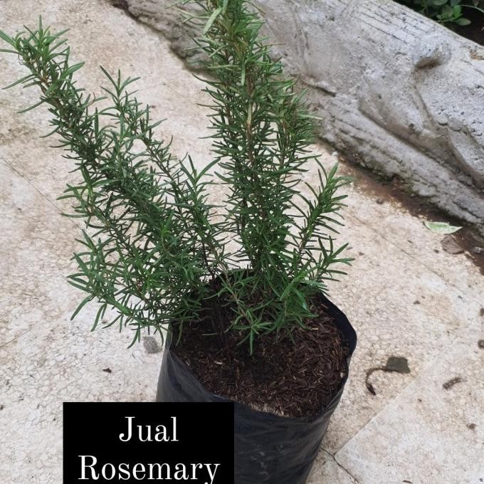 

Terlaris Tanaman/Bibit Herbs Rosemary Istimewa
