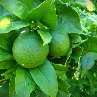 

Terlaris Bibit Buah Jeruk Nipis Tanaman Buah Jeruk Bibit Jeruk Hasil Okilasi Laris